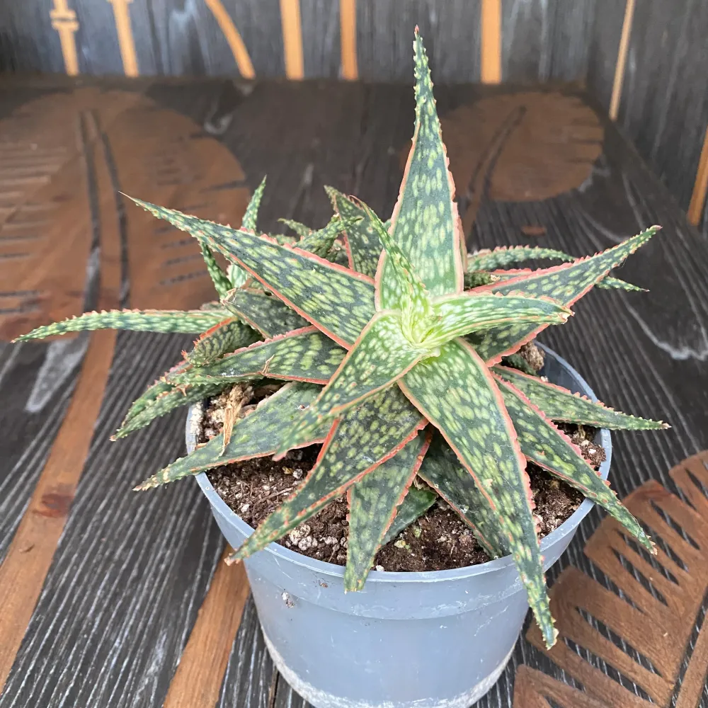 Aloe 'Red Shade'