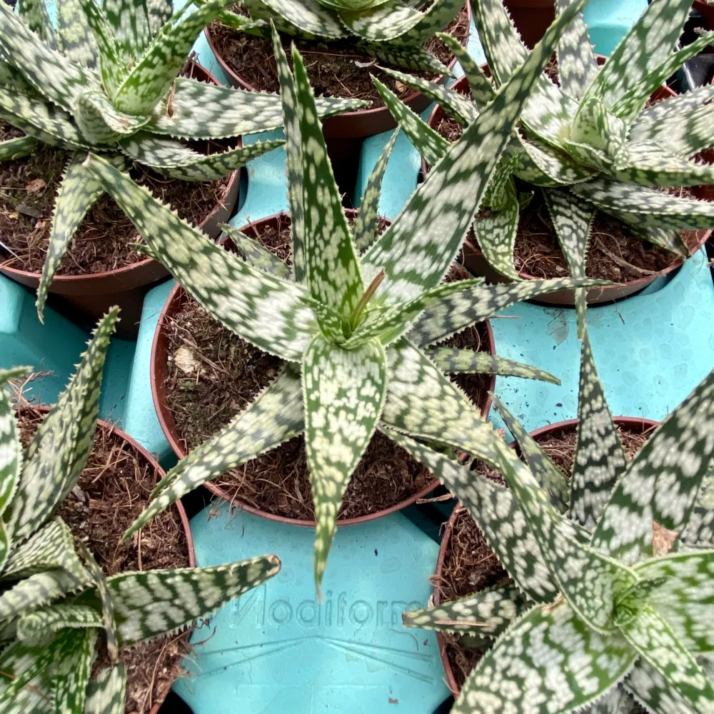 Aloe somaliensis