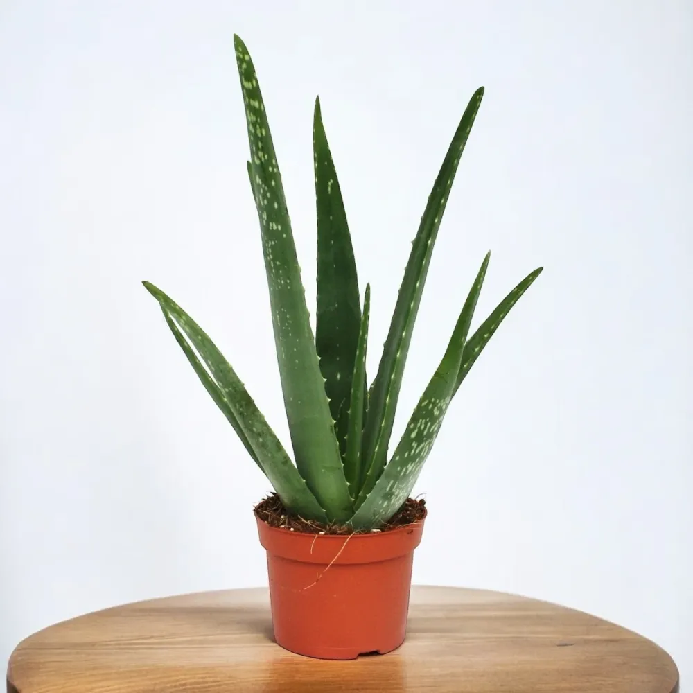 Aloe Vera Barbadensis - Planta minune (varsta 3 ani)