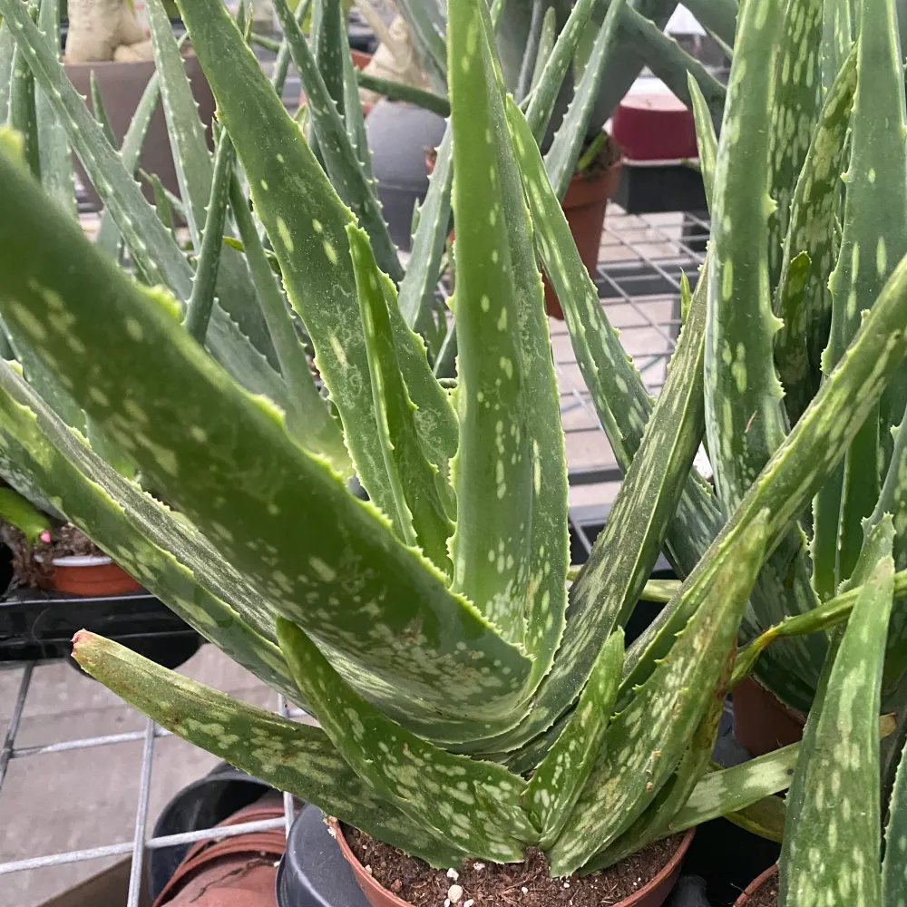 Aloe Vera Variegata