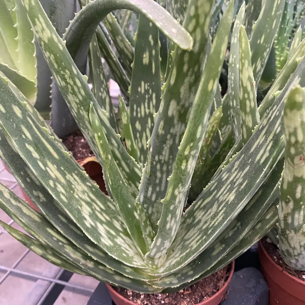 Aloe Vera Variegata
