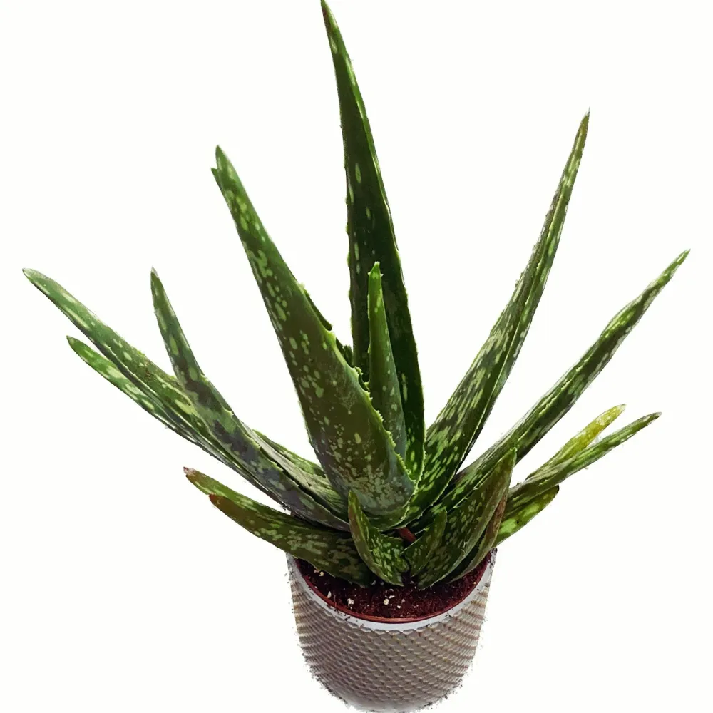 Aloe Vera Variegata