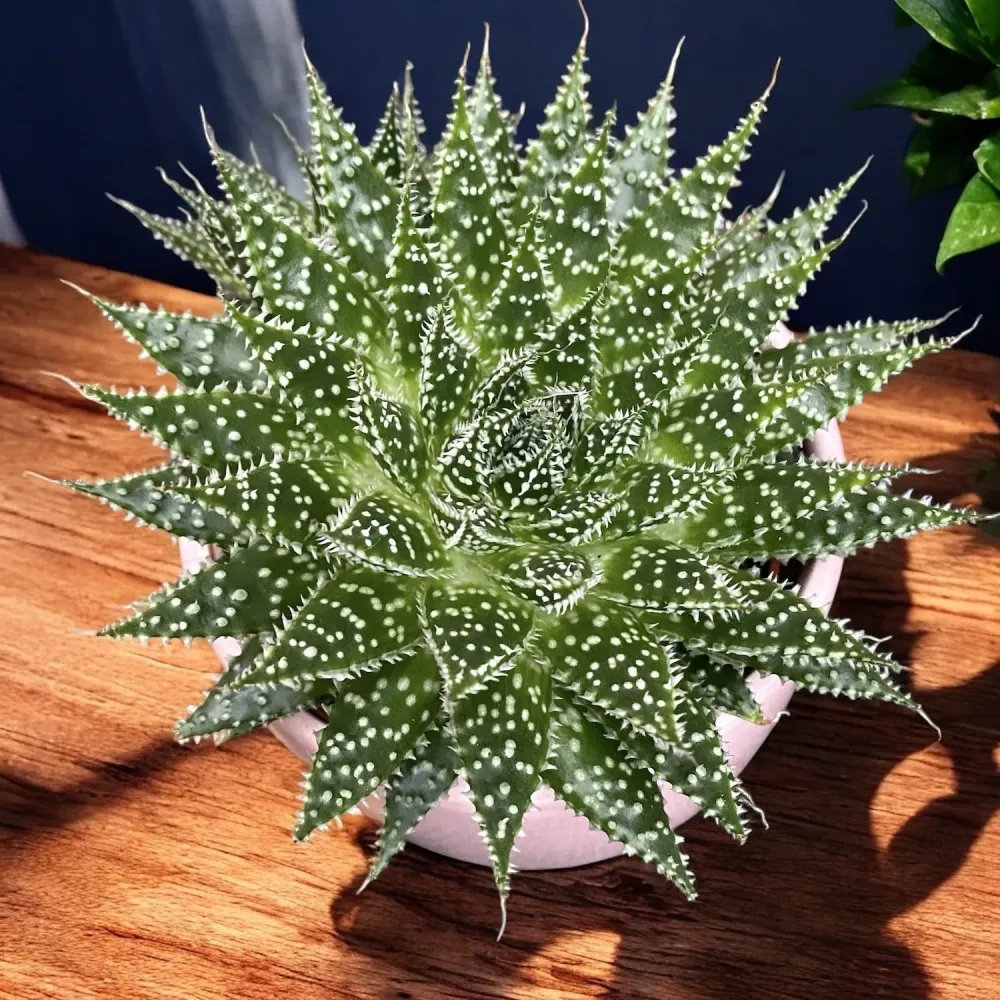 Aloe 'Zambezi'