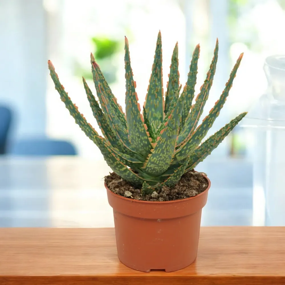 Aloe zebrina Danyz