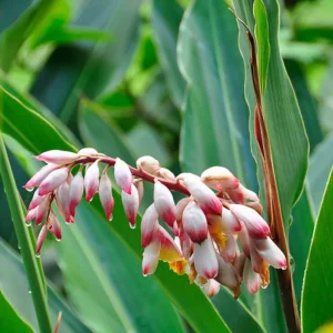 Alpinia zerumbet (Shell ginger) *babyplant