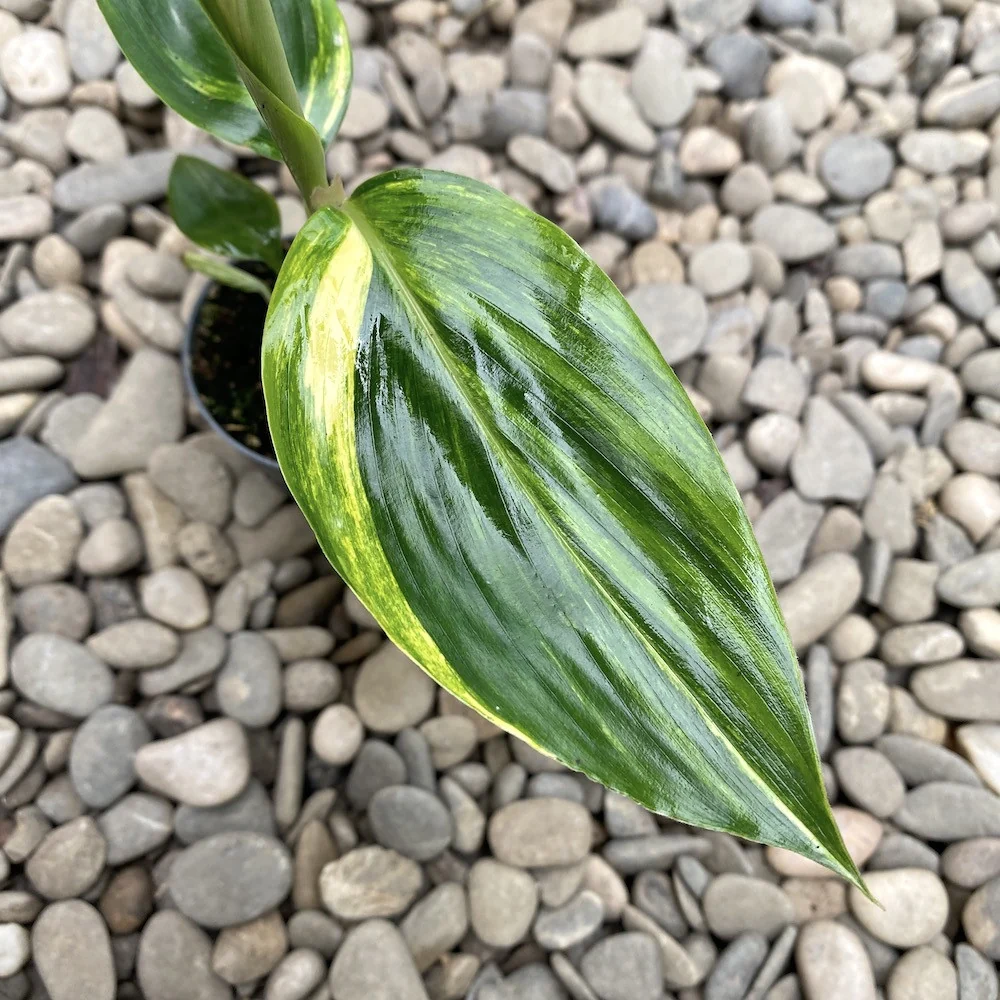 Alpinia zerumbet variegata *babyplant