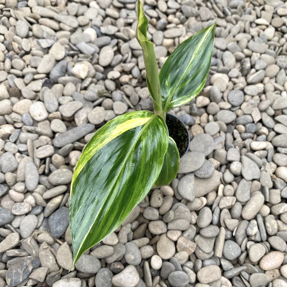 Alpinia zerumbet variegata *babyplant