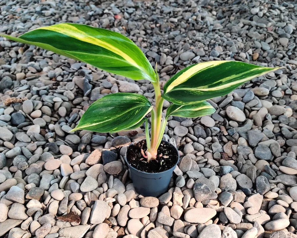 Alpinia zerumbet variegata *babyplant
