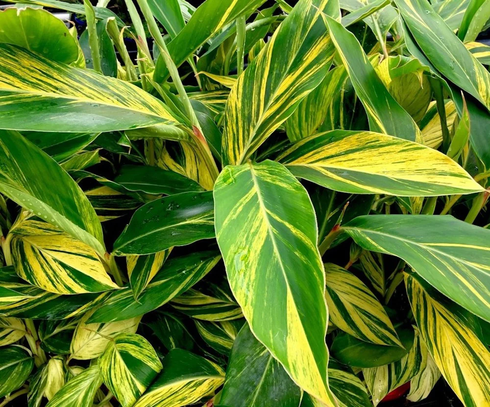 Alpinia zerumbet variegata *babyplant