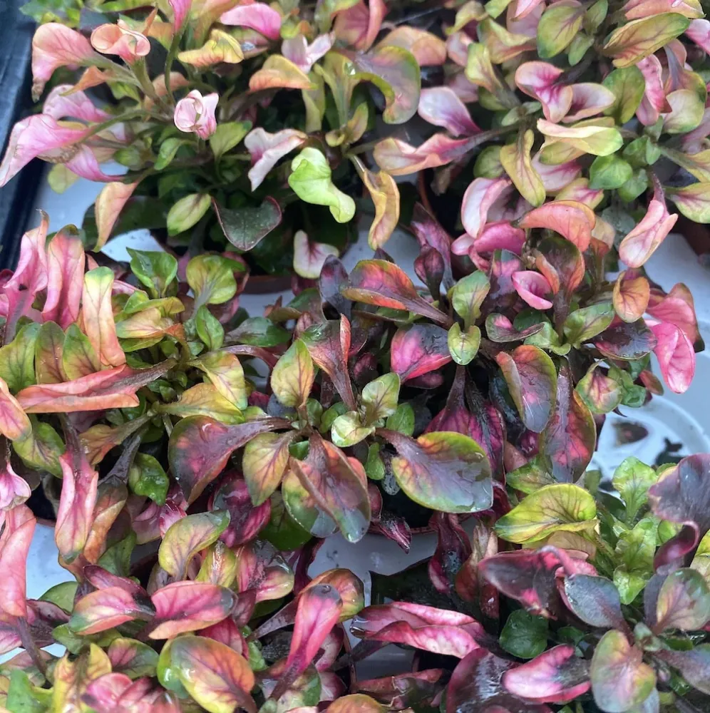 Alternanthera dentata ‘Little Ruby’ - babyplant