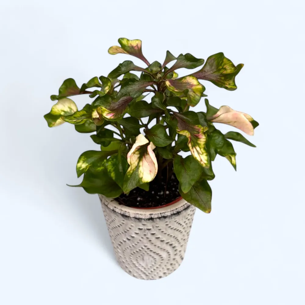 Alternanthera dentata ‘Little Ruby’ - babyplant