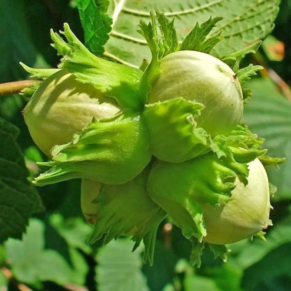 Alun foarte productiv - Corylus avellana 'Nottingham Fruehe'
