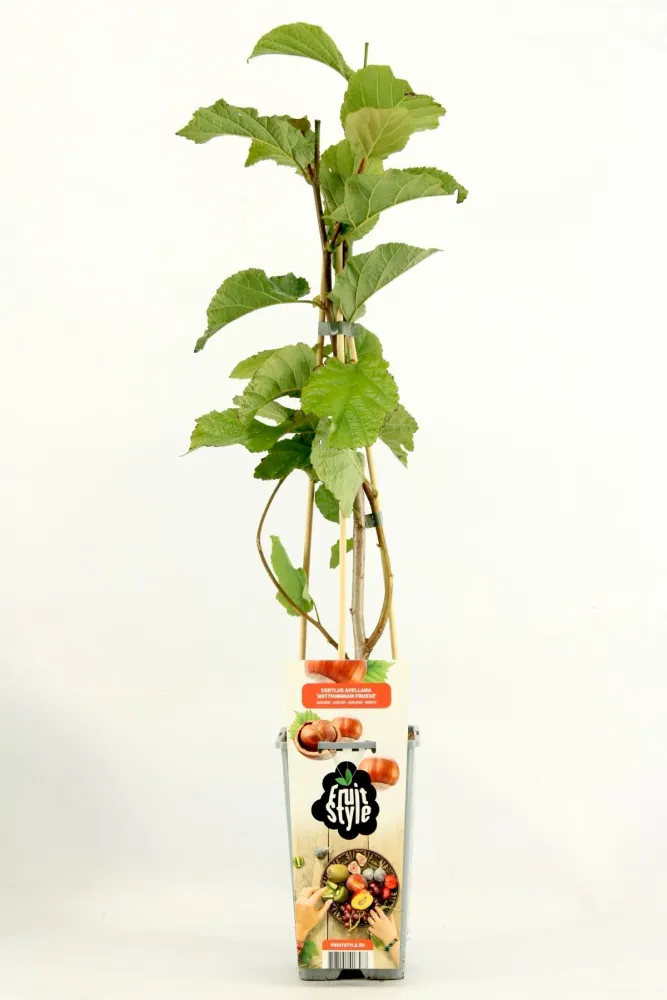 Alun foarte productiv - Corylus avellana 'Nottingham Fruehe'