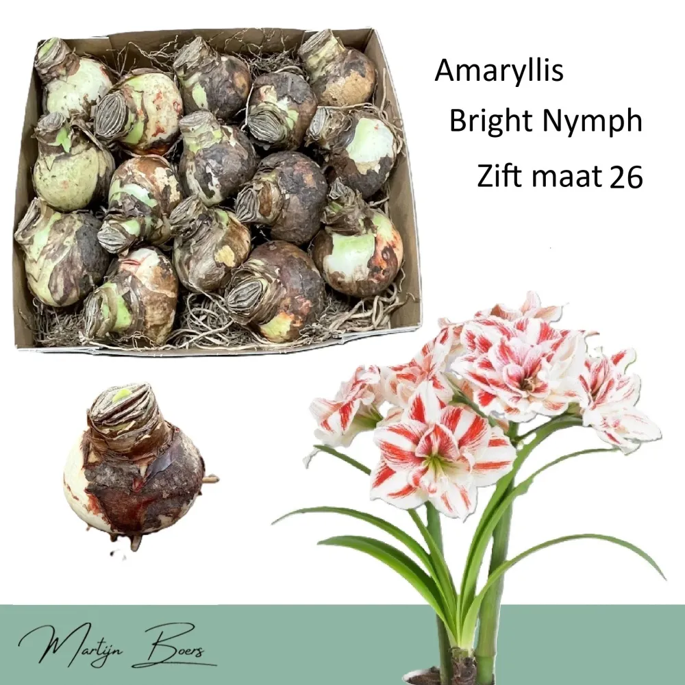Amaryllis ‘Bright Nymph’ – flori duble spectaculoase