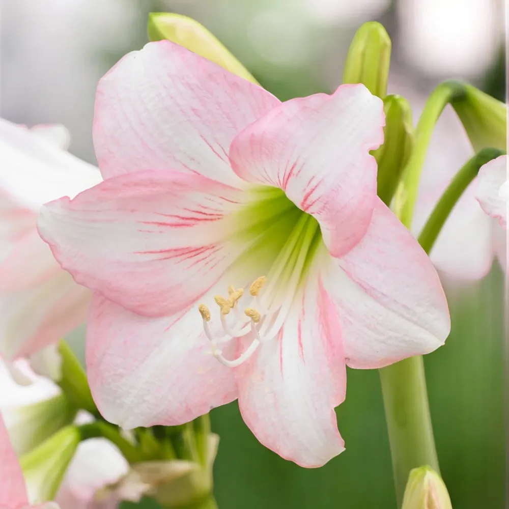 Amaryllis (Hippeastrum) ‘Sonatini Pink’