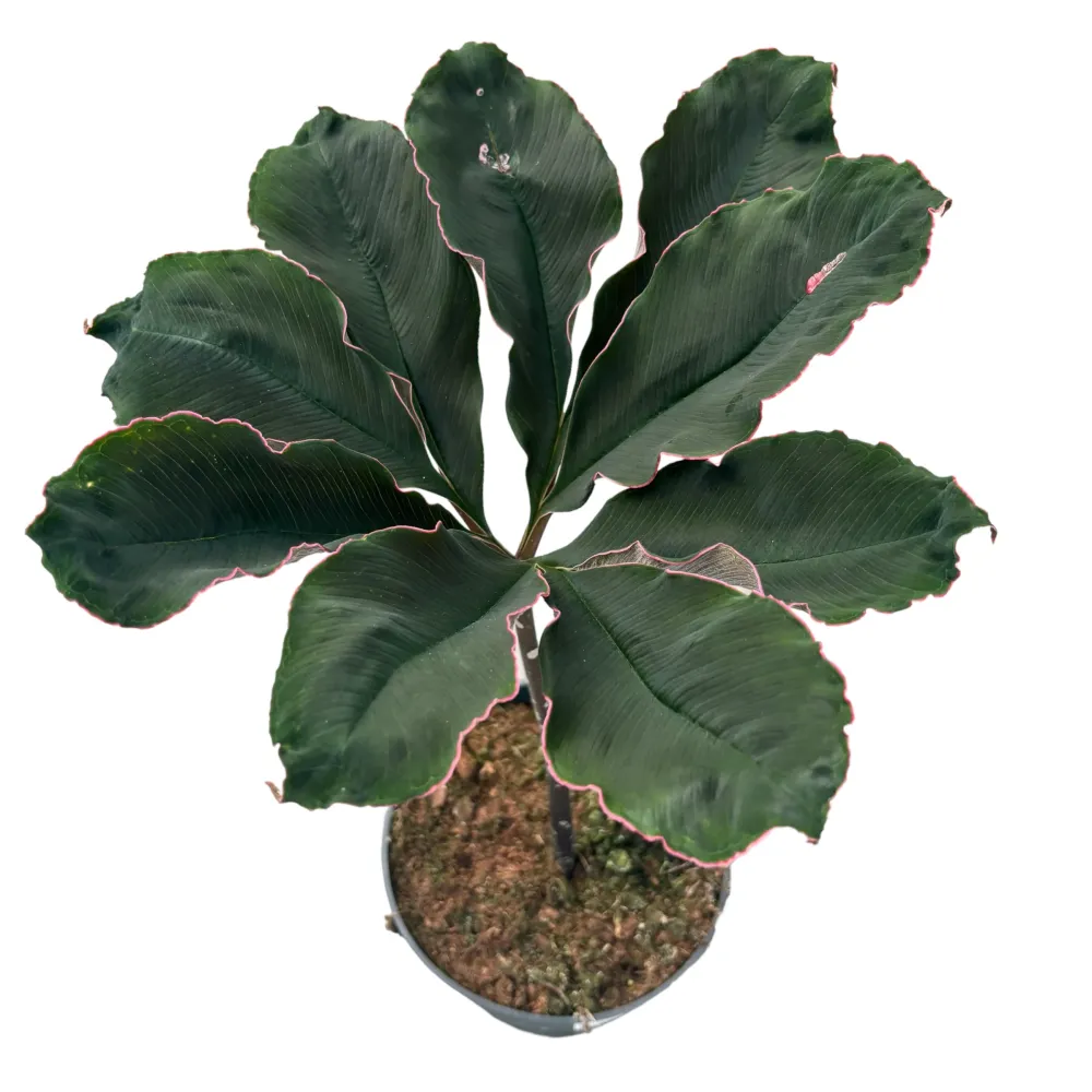 Amorphophallus Atroviridis (Voodoo Lily)