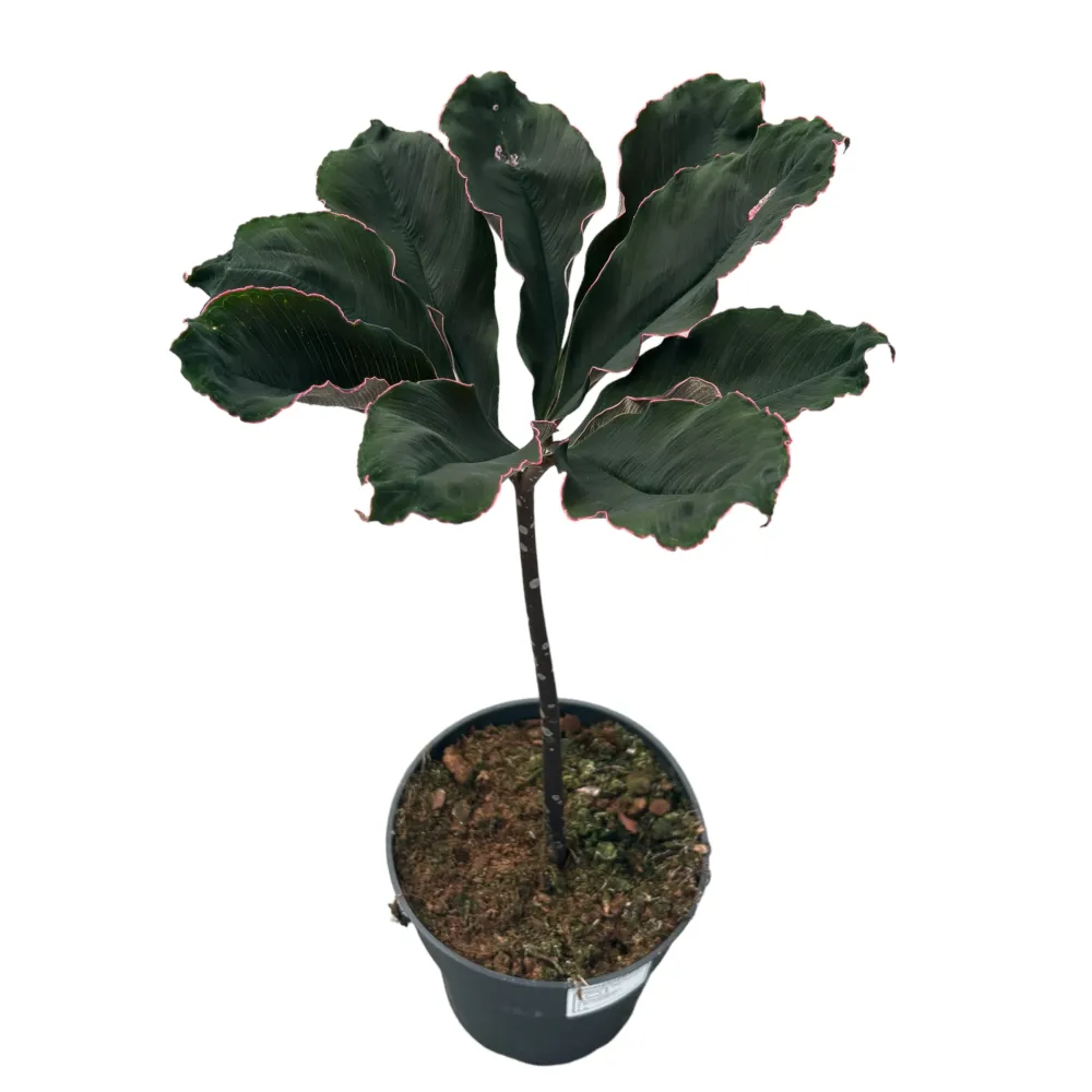 Amorphophallus Atroviridis (Voodoo Lily)
