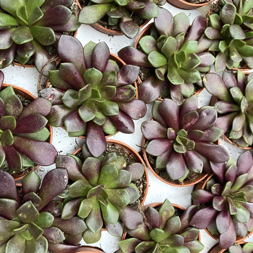 Anacampseros rufescens v. rubra
