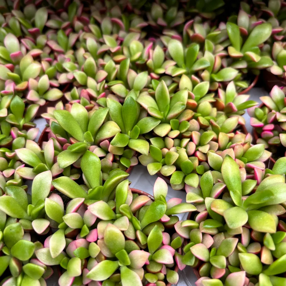 Anacampseros rufescens 'Sunrise'