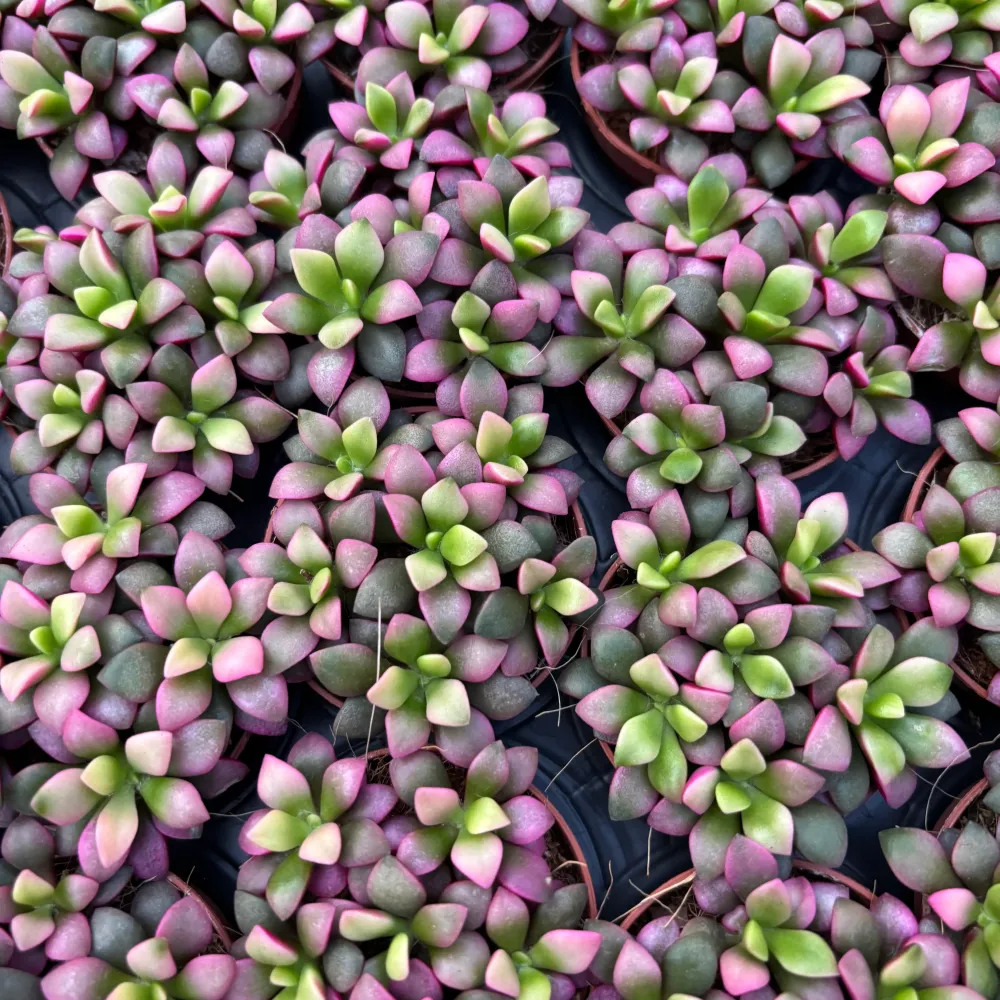 Anacampseros rufescens Sunrise Pink
