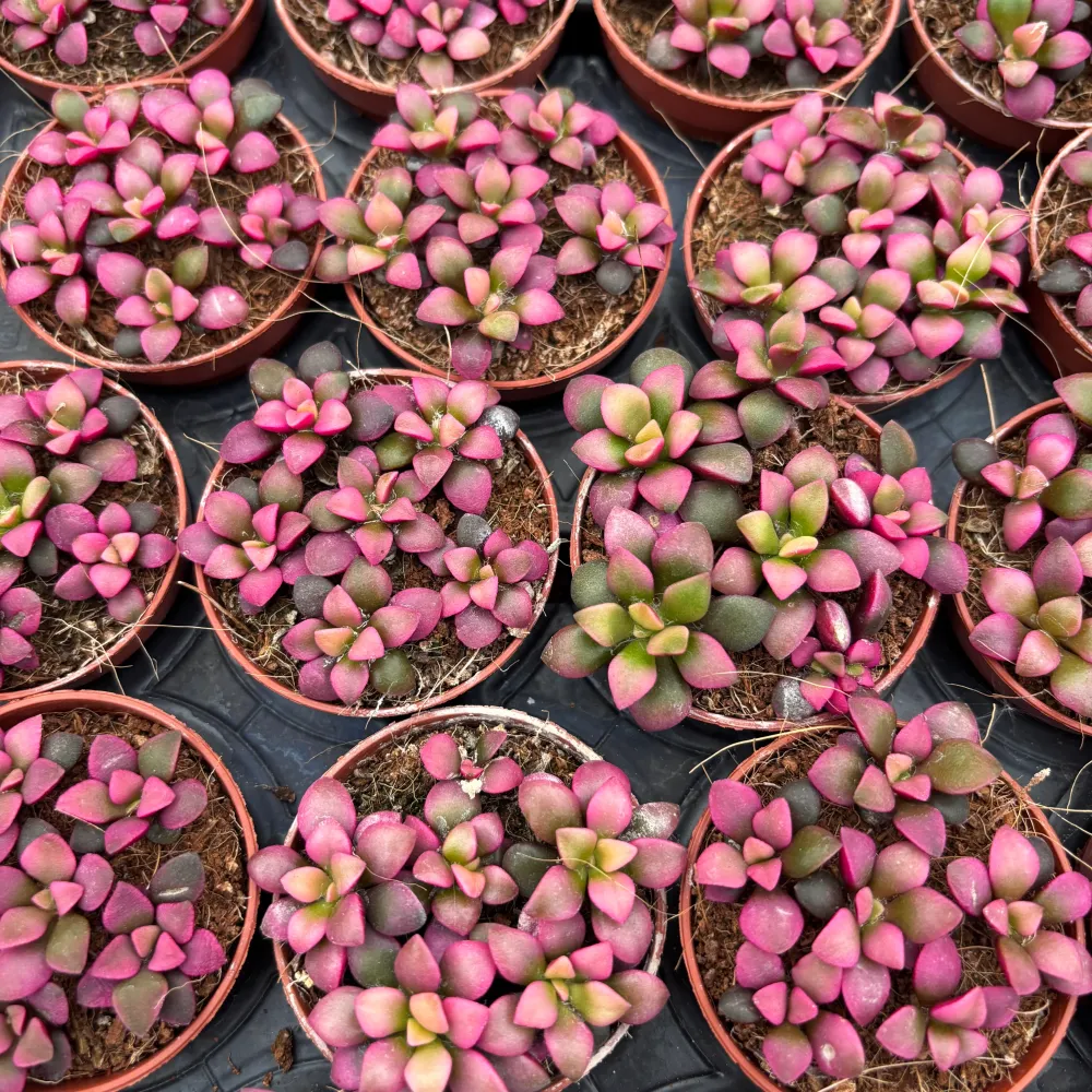 Anacampseros rufescens Sunrise Pink