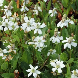 Anemopsis californica