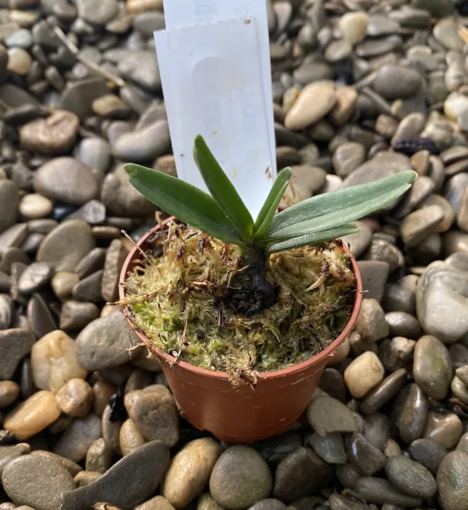 Angraecum didieri