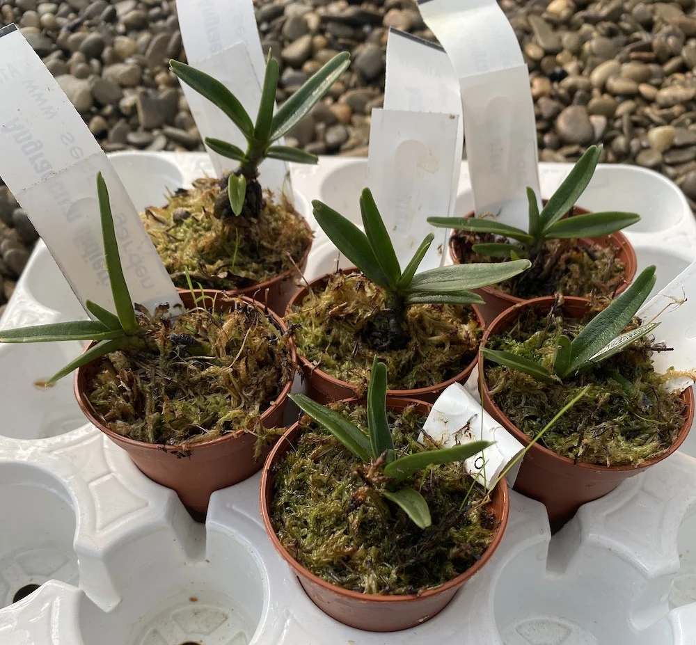 Angraecum didieri