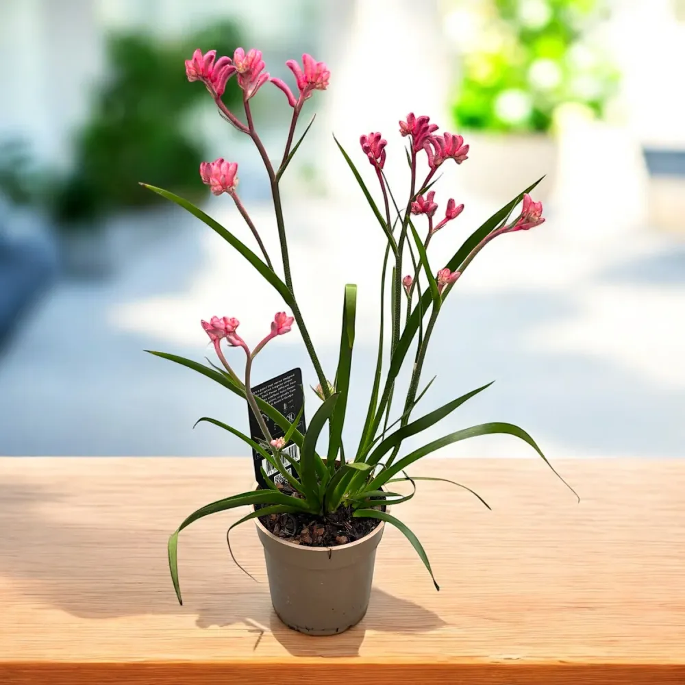 Anigozanthos Pink (Kangaroo Paw)
