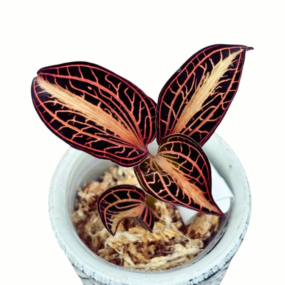 Anoectochilus albolineatus 'Variegata' (Peloric Jewel Orchid)