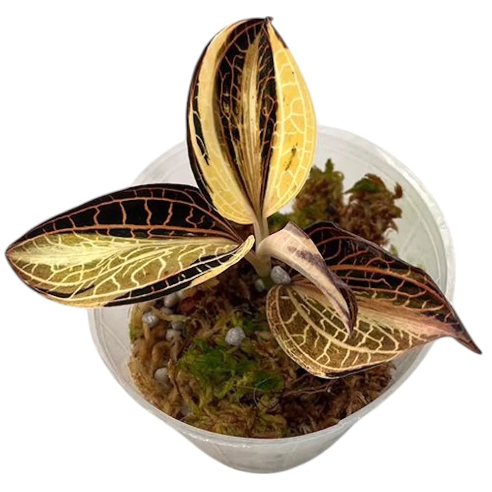 Anoectochilus albolineatus 'Variegata' (Peloric Jewel Orchid)