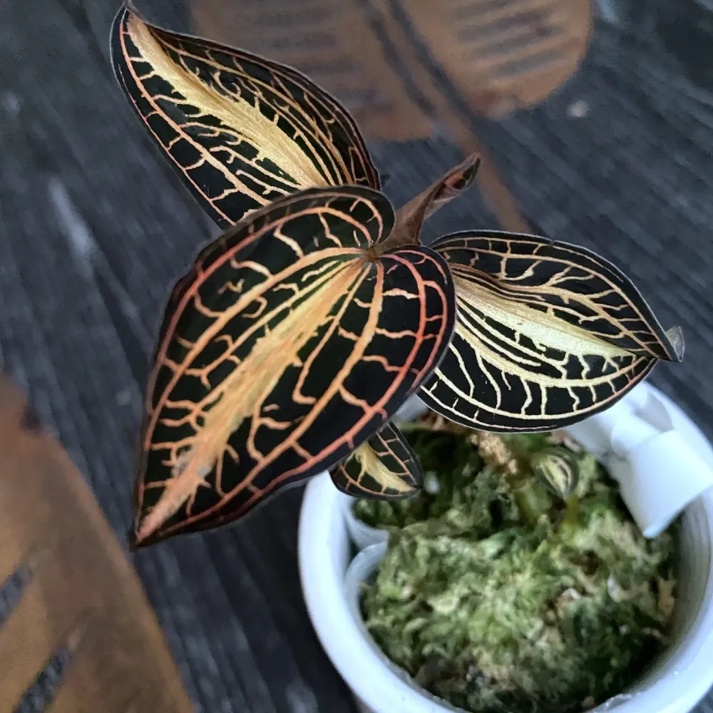 Anoectochilus albolineatus 'Variegata' (Peloric Jewel Orchid)