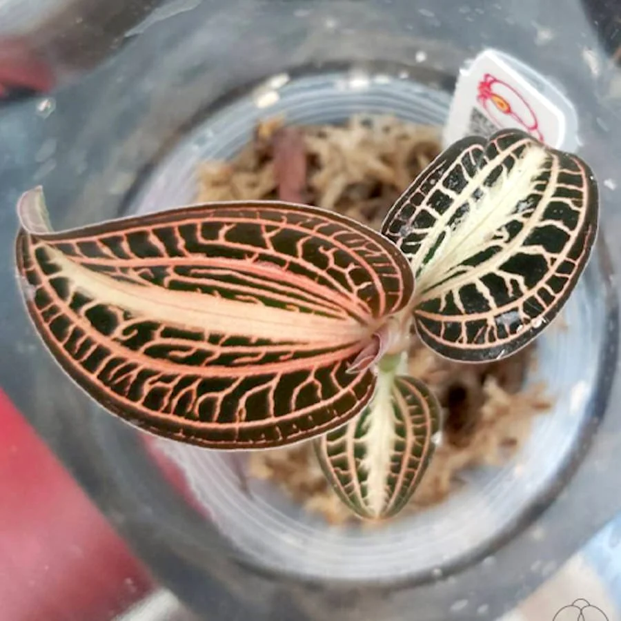 Anoectochilus albolineatus 'Variegata' (Peloric Jewel Orchid)