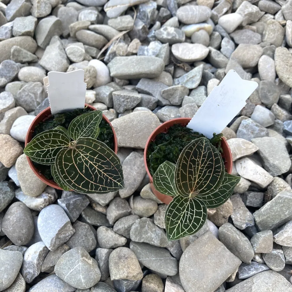 Anoectochilus burmanicus (Jewel Orchid)