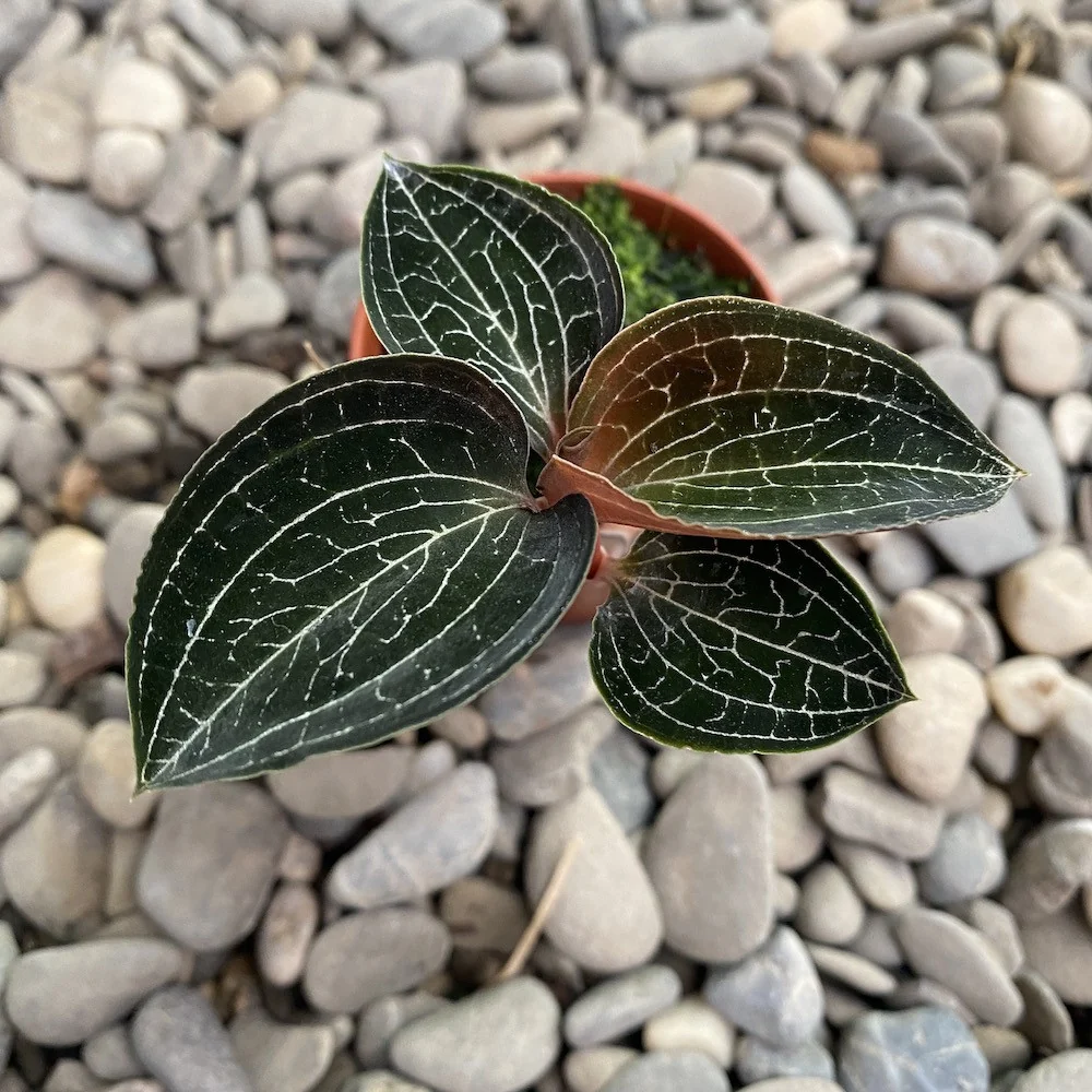 Anoectochilus formosanus (Jewel Orchid)