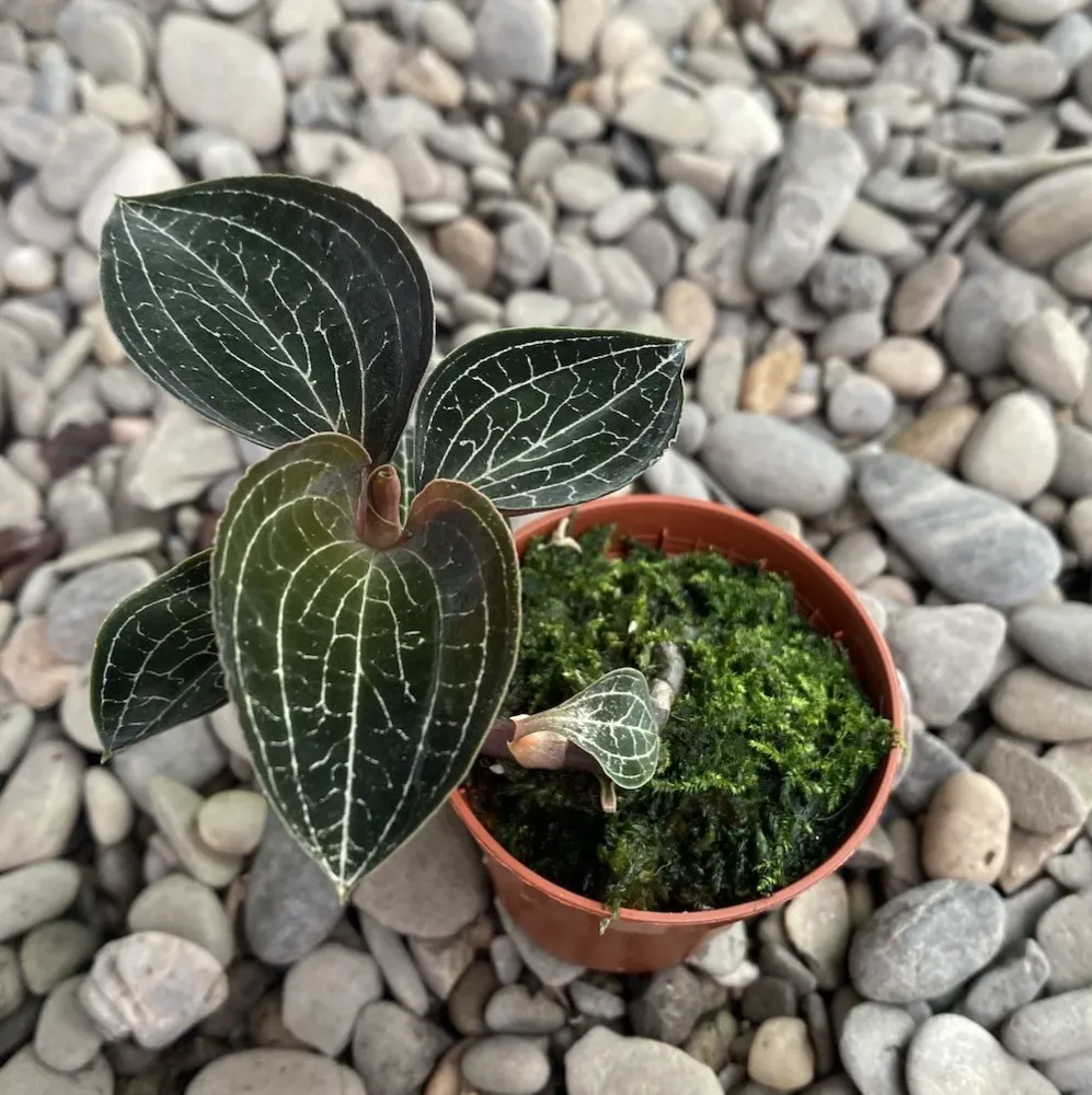 Anoectochilus formosanus (Jewel Orchid)