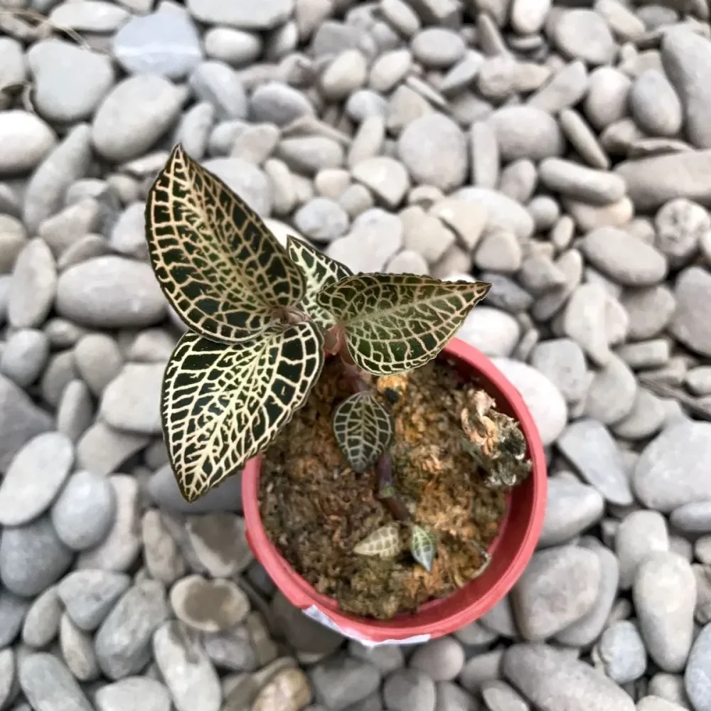Anoectochilus Sp. (Jewel Orchid)