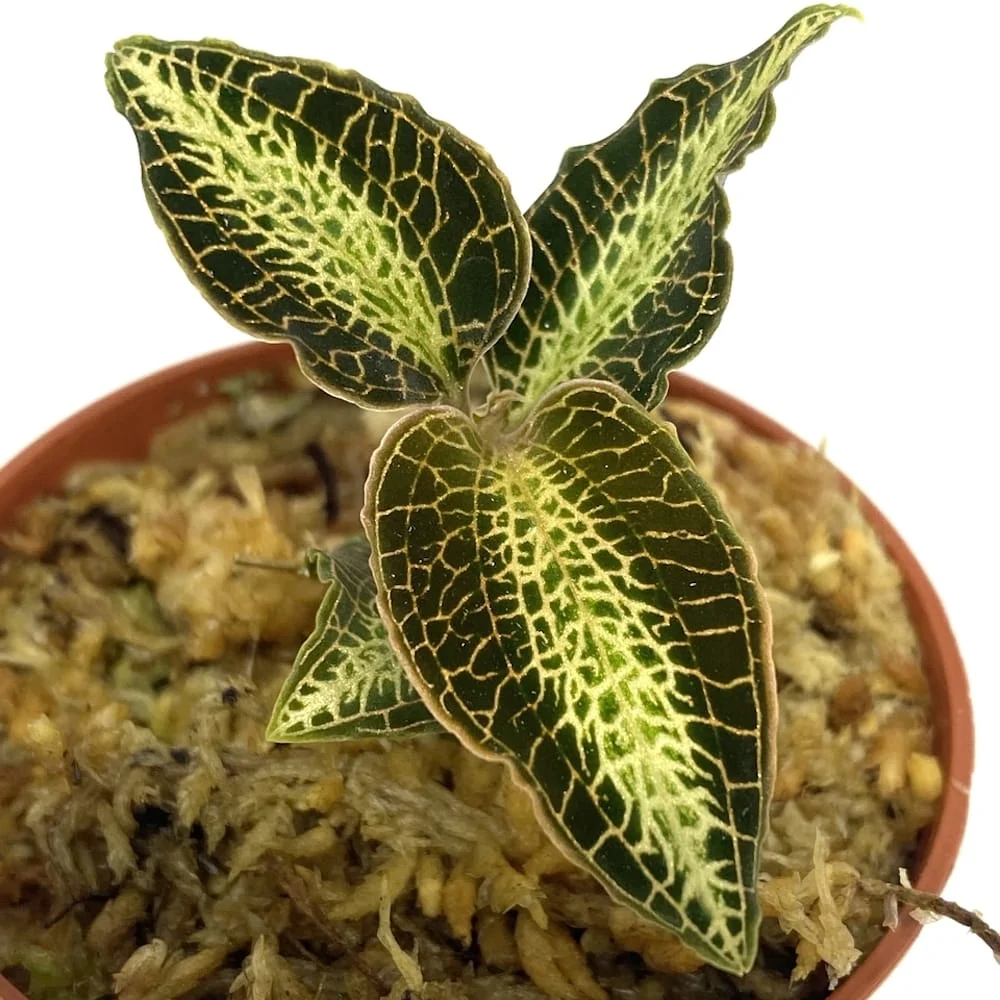 Anoectochilus roxburghii variations (Jewel Orchid)