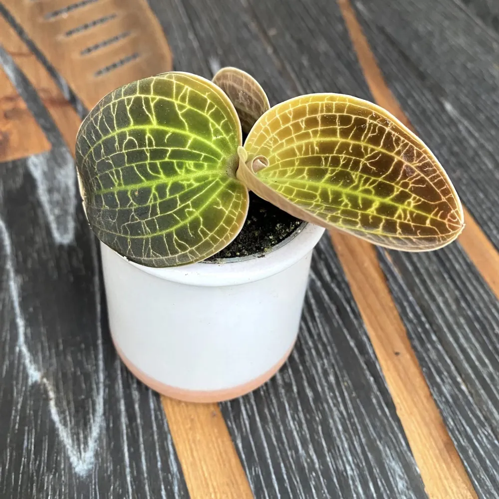 Anoectochilus siamensis x Macodes petola (Jewel Orchid)