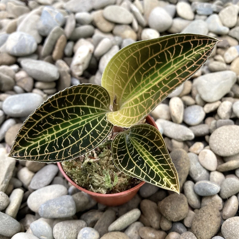 Anoectochilus siamensis x Macodes petola (Jewel Orchid)