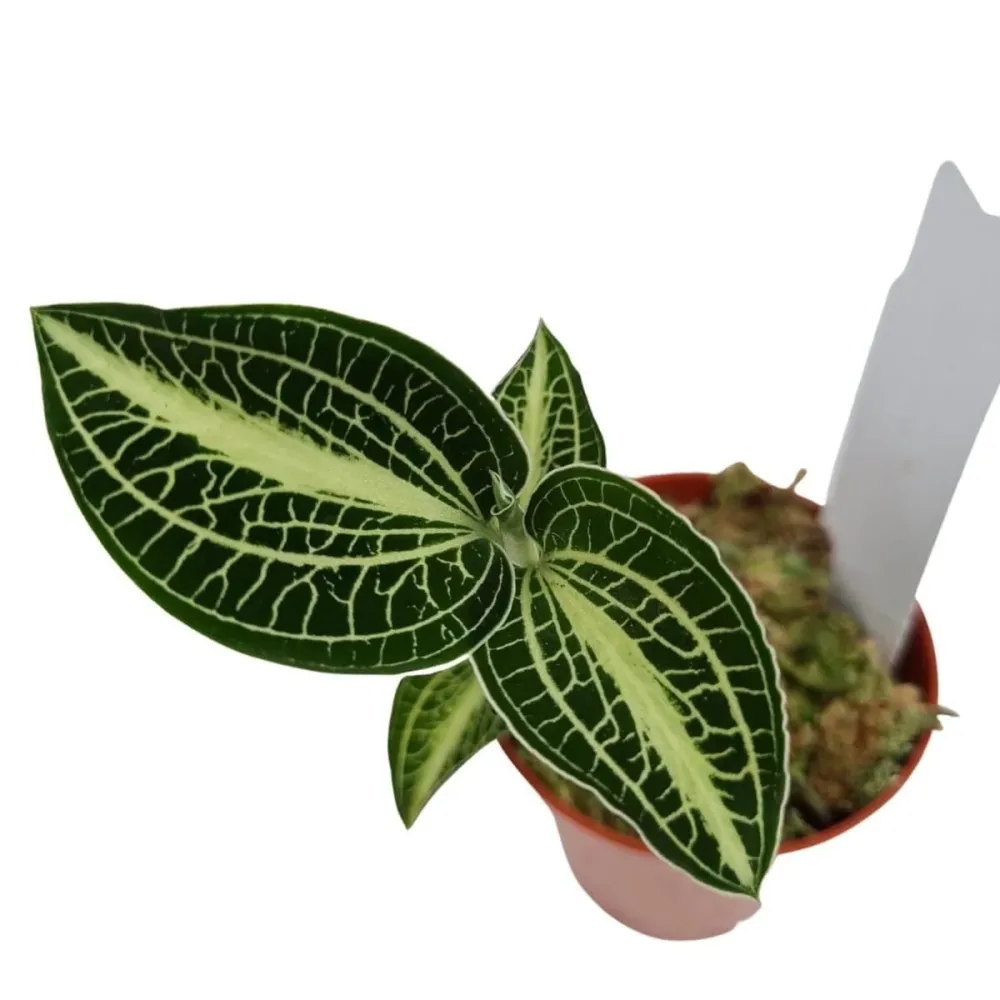 Anoectochilus siamensis 'White Center Green' (Jewel Orchid)