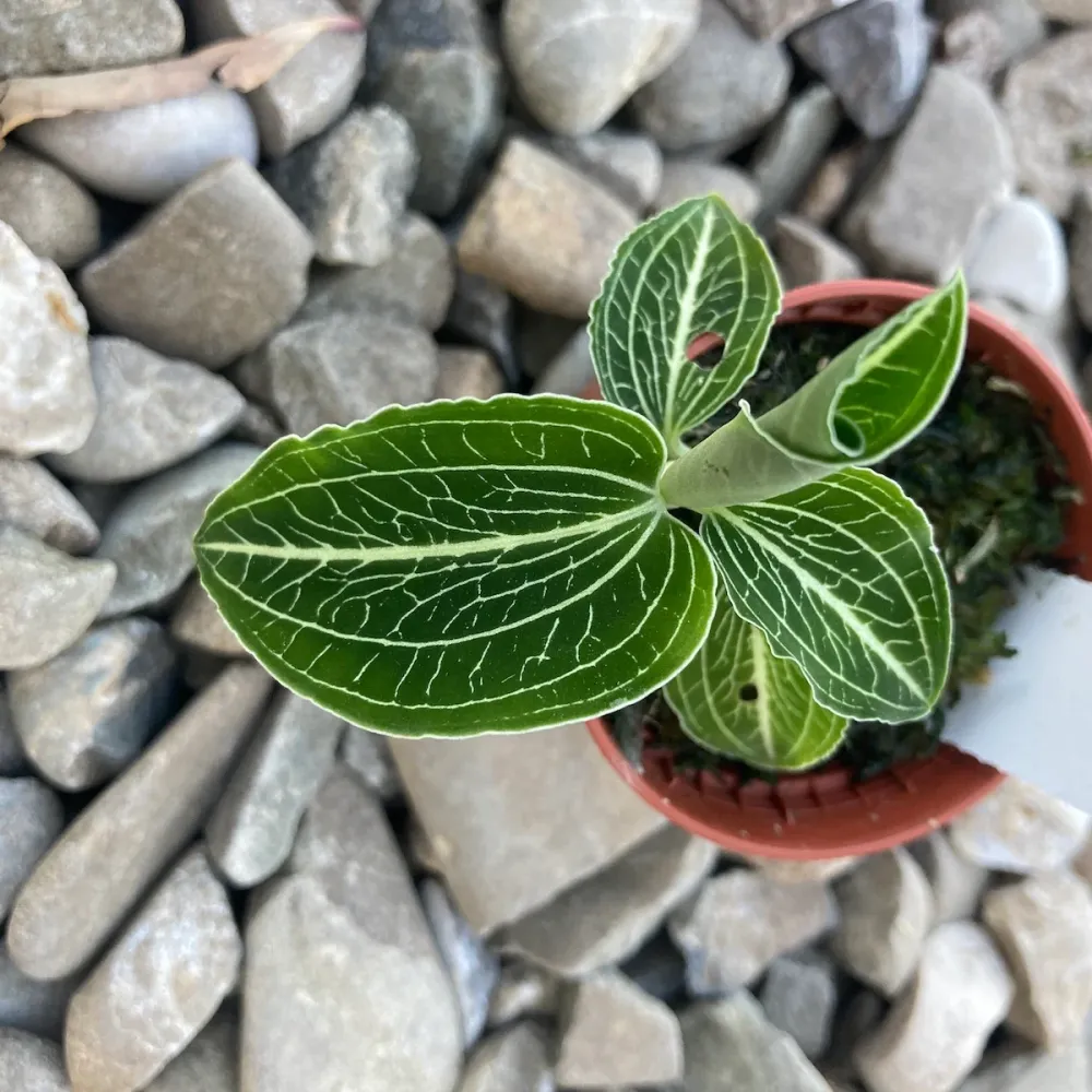 Anoectochilus siamensis 'White Center Green' (Jewel Orchid)