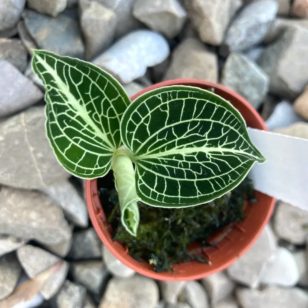 Anoectochilus siamensis 'White Center Green' (Jewel Orchid)