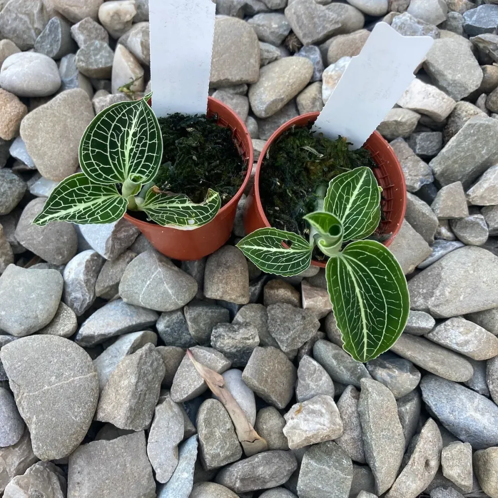 Anoectochilus siamensis 'White Center Green' (Jewel Orchid)