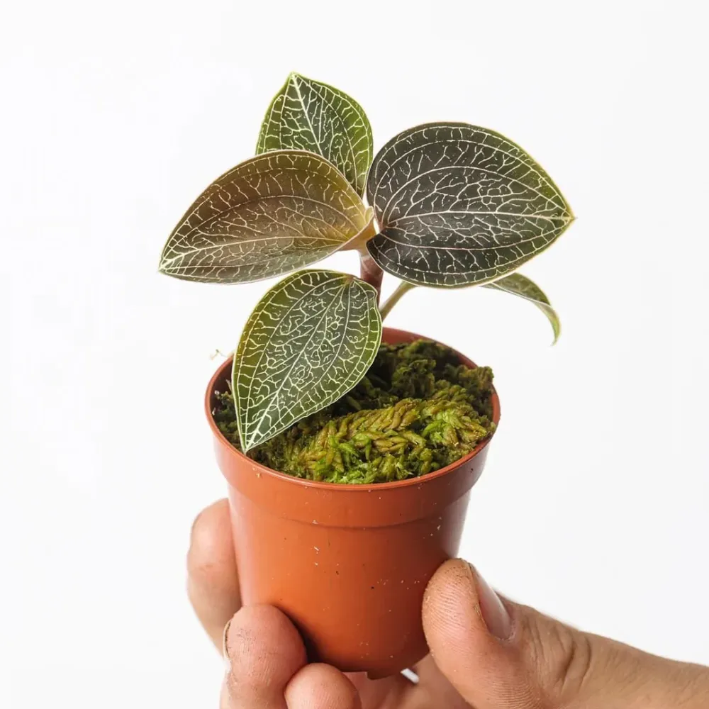 Anoectochilus sikkimensis (Jewel Orchid)