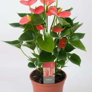 Anthurium Adios Orange