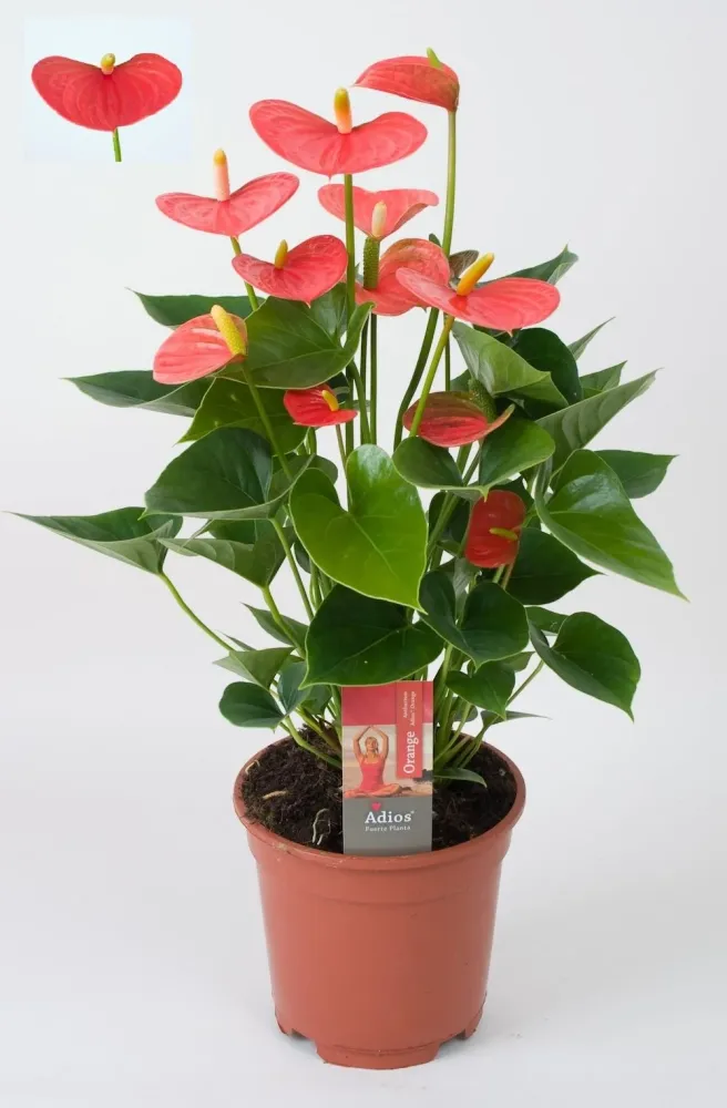 Anthurium Adios Orange