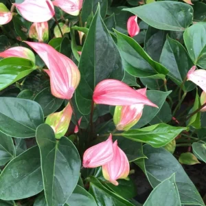 Anthurium Alexia Glorious