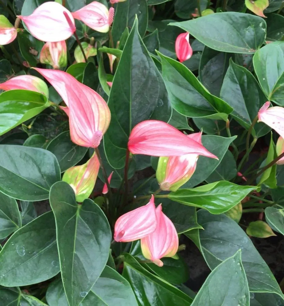 Anthurium Alexia Glorious