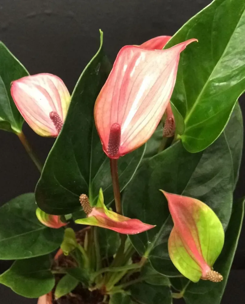 Anthurium Alexia Glorious
